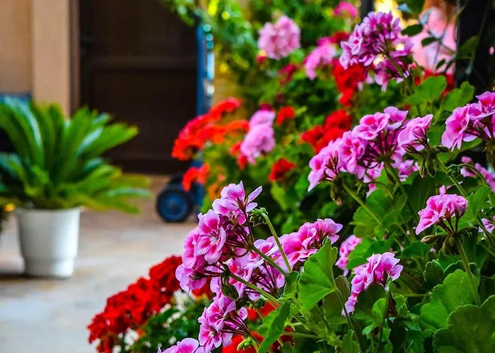 卡罗丽娜酒店 酒店